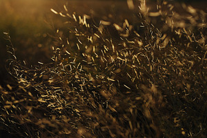 Steppe plants in sunset light