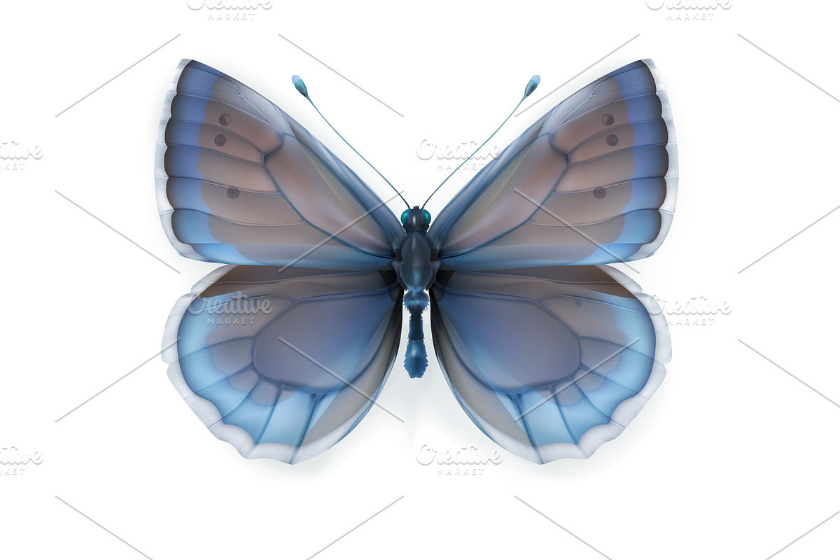 Swallowtail butterfly, butterflies preview 2