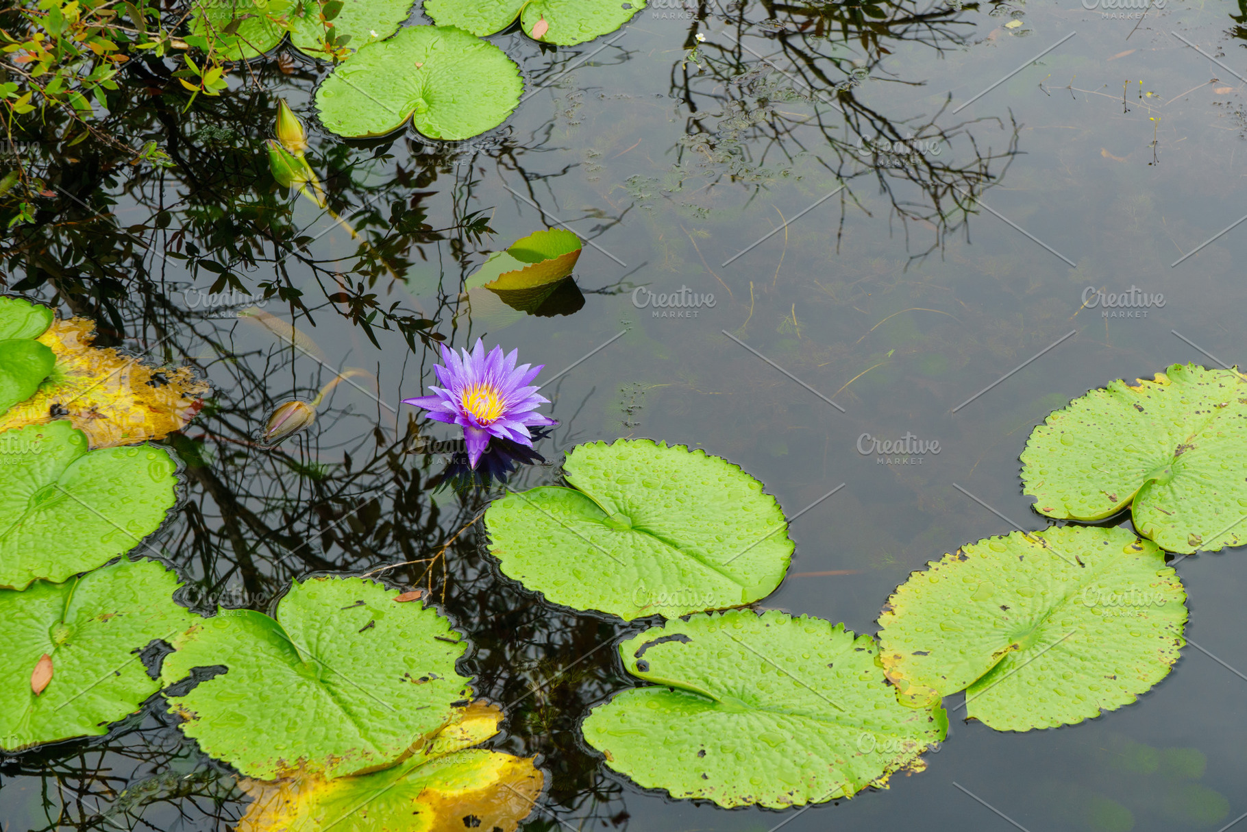 serene water lily blooms amidst green lily pads in tranquil pond, a Nature Photo by a454