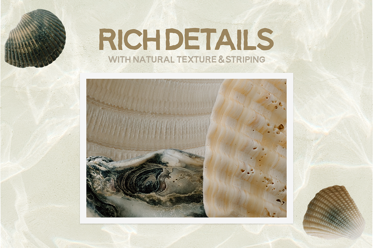 Hand-Collected Coastal Shells, an Object Graphic by MaliaFaithCreative (Photo 2 of 6)