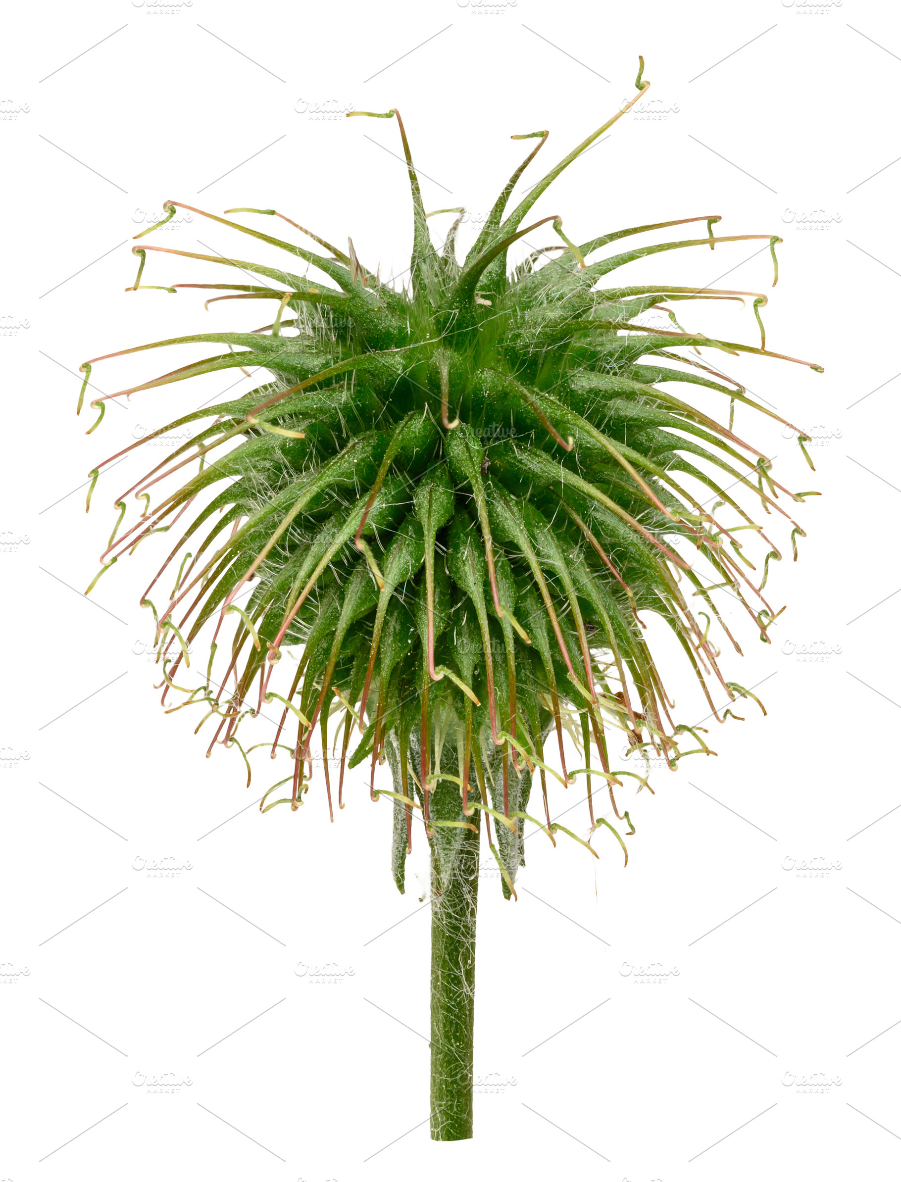 One green spiny head of the river avens fruit with hooks on the, a Nature Photo by ndanko