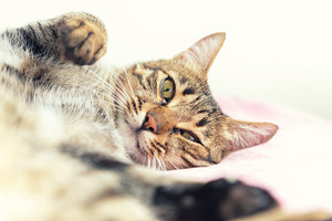 The tabby cat relaxing stock photo containing cat and pet