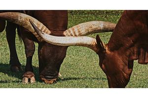 Two Grazing Cows with Impressive, an Animal Photo by Our Amazing World