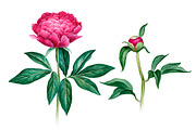 Watercolour illustrations of peonies, a Pattern Graphic by Sundra (Thumbnail 4 of 9)