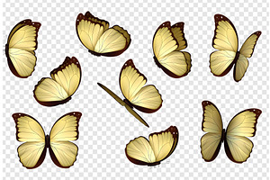 Butterfly Vector. Yellow Isolated