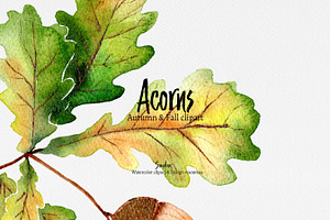 Autumn Clip Art: ACORNS Watercolor