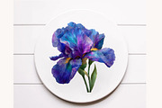 Wild Iris Clipart, an Illustration by Designworld (Thumbnail 10 of 10)
