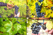 Viticulture /32 pics, a Brushes & More by tydla (Thumbnail 5 of 9)