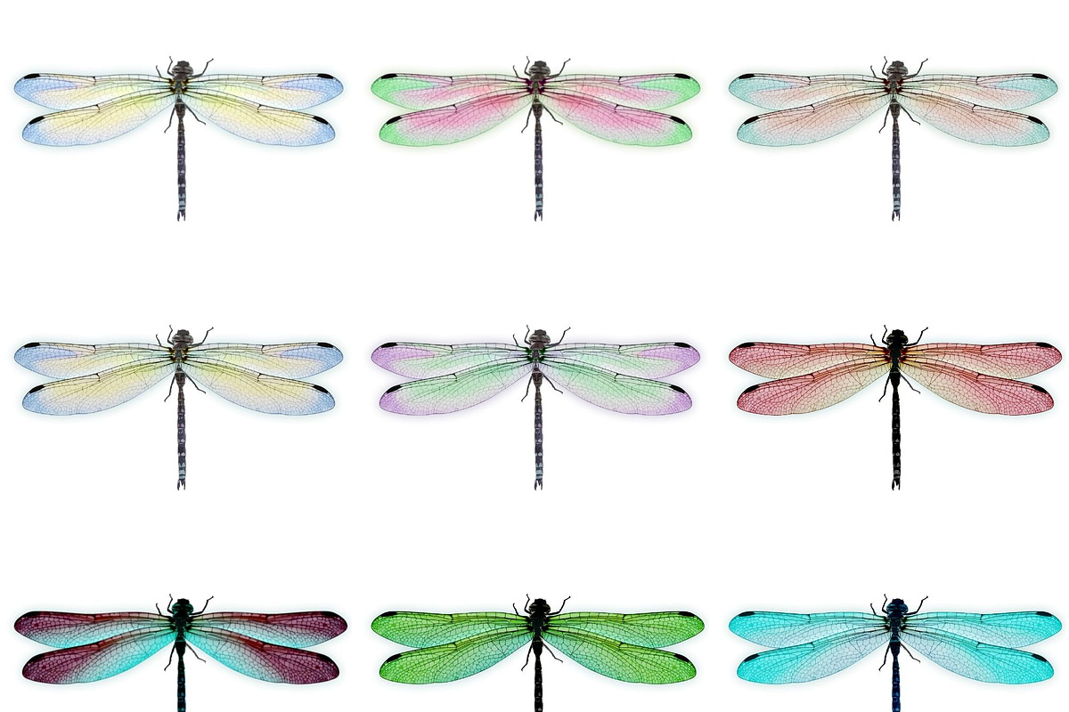 Watercolor Dragonflies Clip Art, an Illustration by Kandace Lalo Designs (Photo 4 of 6)