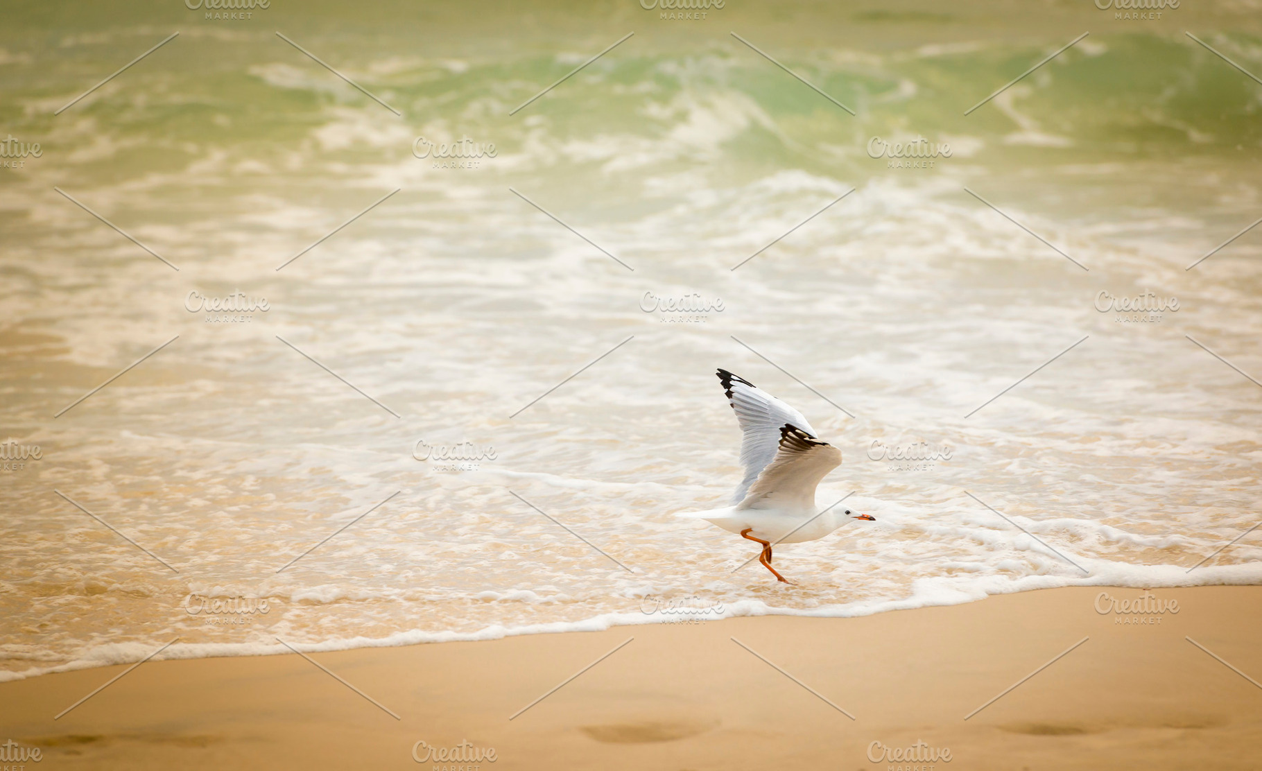 Seagull Playing On Beach, an Animal Photo by THP Creative