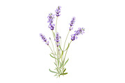 Vector object brushes. Lavender, a Brush Add-On by Peolla (Thumbnail 9 of 13)