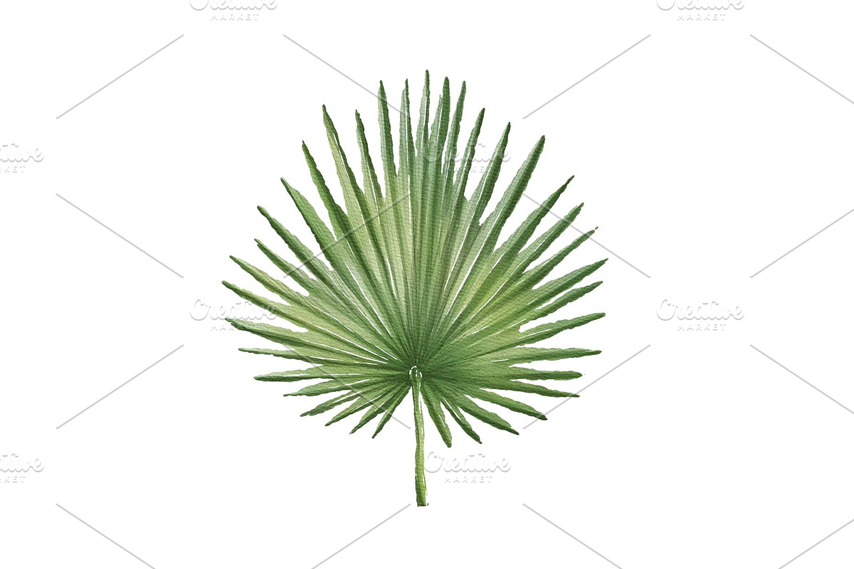Palm Leave Illustration watercolor, an Illustration by Built by Britt