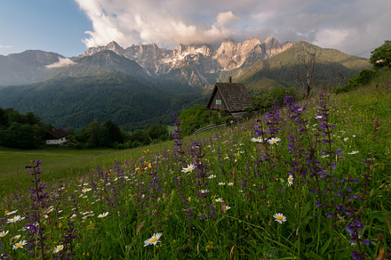 Flowers on the meadow in the mountains, a Nature Photo by Dreamy Pixel