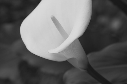 Calla Lily - Black and White