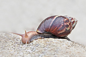 Beauty snail, a Photo by saiko3p