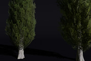 The Cypress Tree, a Plants & Tree 3D Model by FuturePastCreatives (Thumbnail 2 of 4)