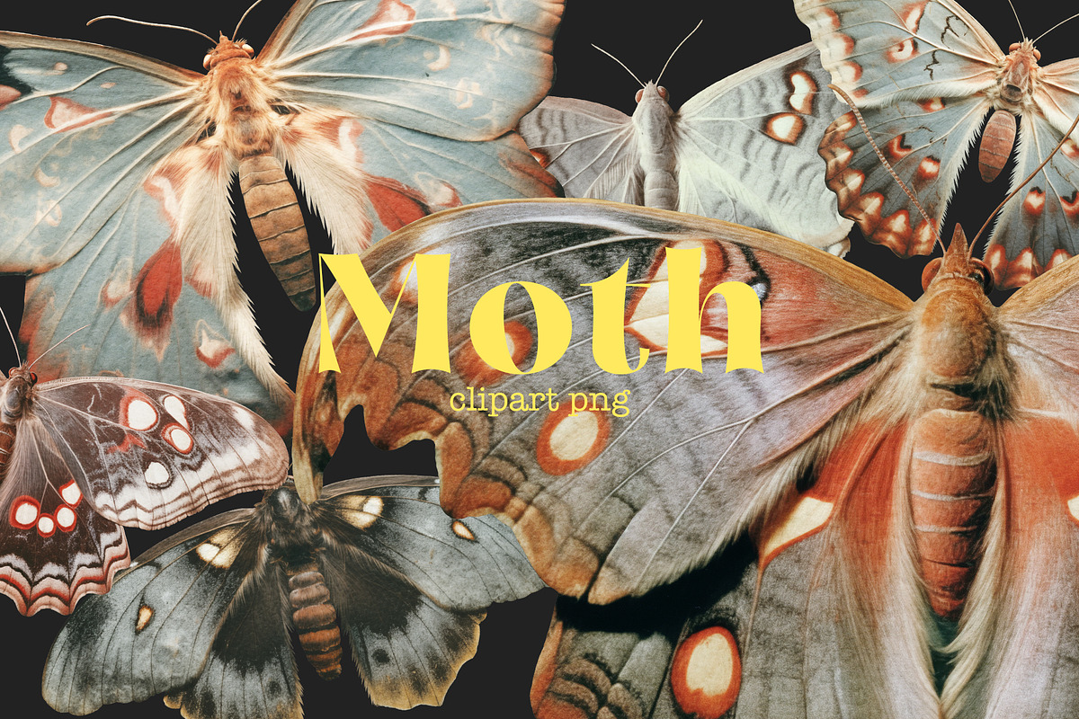 Moth and Butterflies, an Object Graphic by TheCuteShop (Photo 1 of 9)