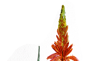 Aloe Vera Watercolor, a Decorative Illustration by Karliefie (Thumbnail 3 of 3)