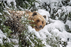 Grizzly bear walks through snowy forest during winter season in, an Animal Photo by Byrdyak