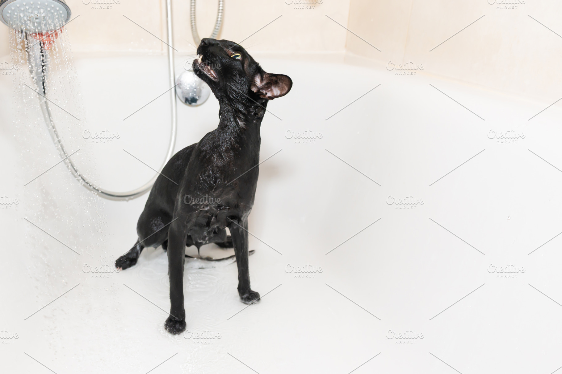 Cat taking shower, an Animal Photo by Vapi