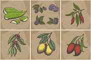Hand drawn vector plants, a Food Illustration by SHom (Thumbnail 14 of 17)