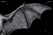 Halloween Special! Bats of the World, an Animal Illustration by Nomad Visuals (Thumbnail 3 of 17)