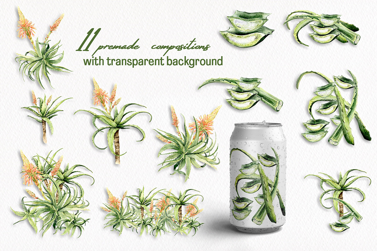Aloe Watercolor Collection, a Decorative Illustration by WatercolorElena (Photo 5 of 11)