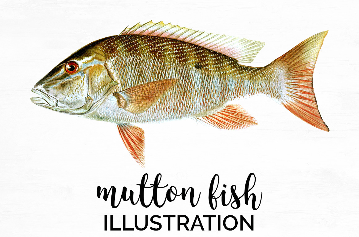 Mutton Fish Clipart Vintage, an Illustration by Enliven Designs