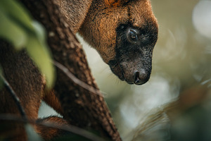 Lumholtz’s Tree-kangaroo, an Animal Photo by Rob D Animal Photography