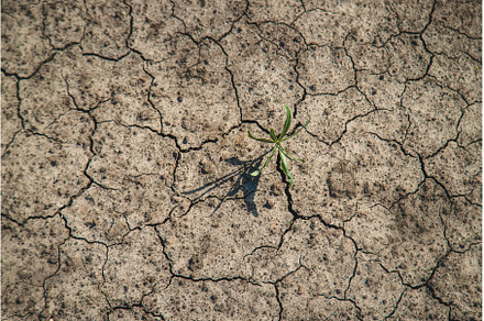 A sprout grows in dry soil, a Nature Photo by yanadjana