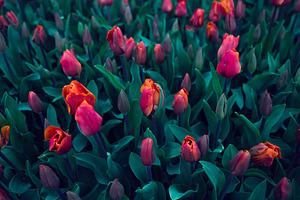 Tulip flowers stock photo containing garden and netherlands