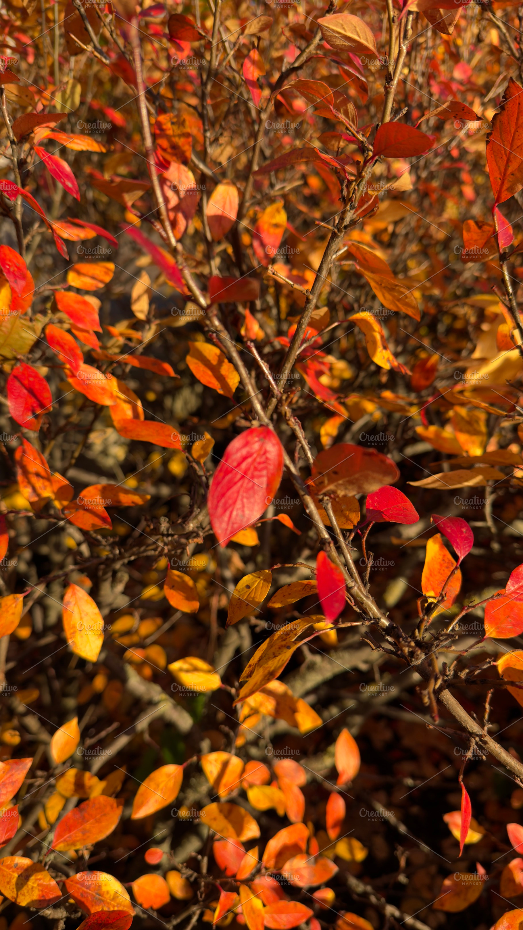 Vibrant autumn foliage with red, orange, and yellow leaves on branches, a Nature Photo by Textures & Backgrounds