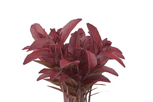 Red Amaranth Bunch