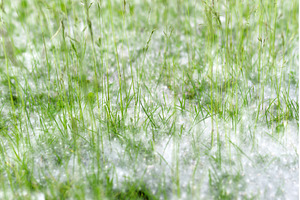 Fluff lies in the green grass, a Nature Photo by darksoul72