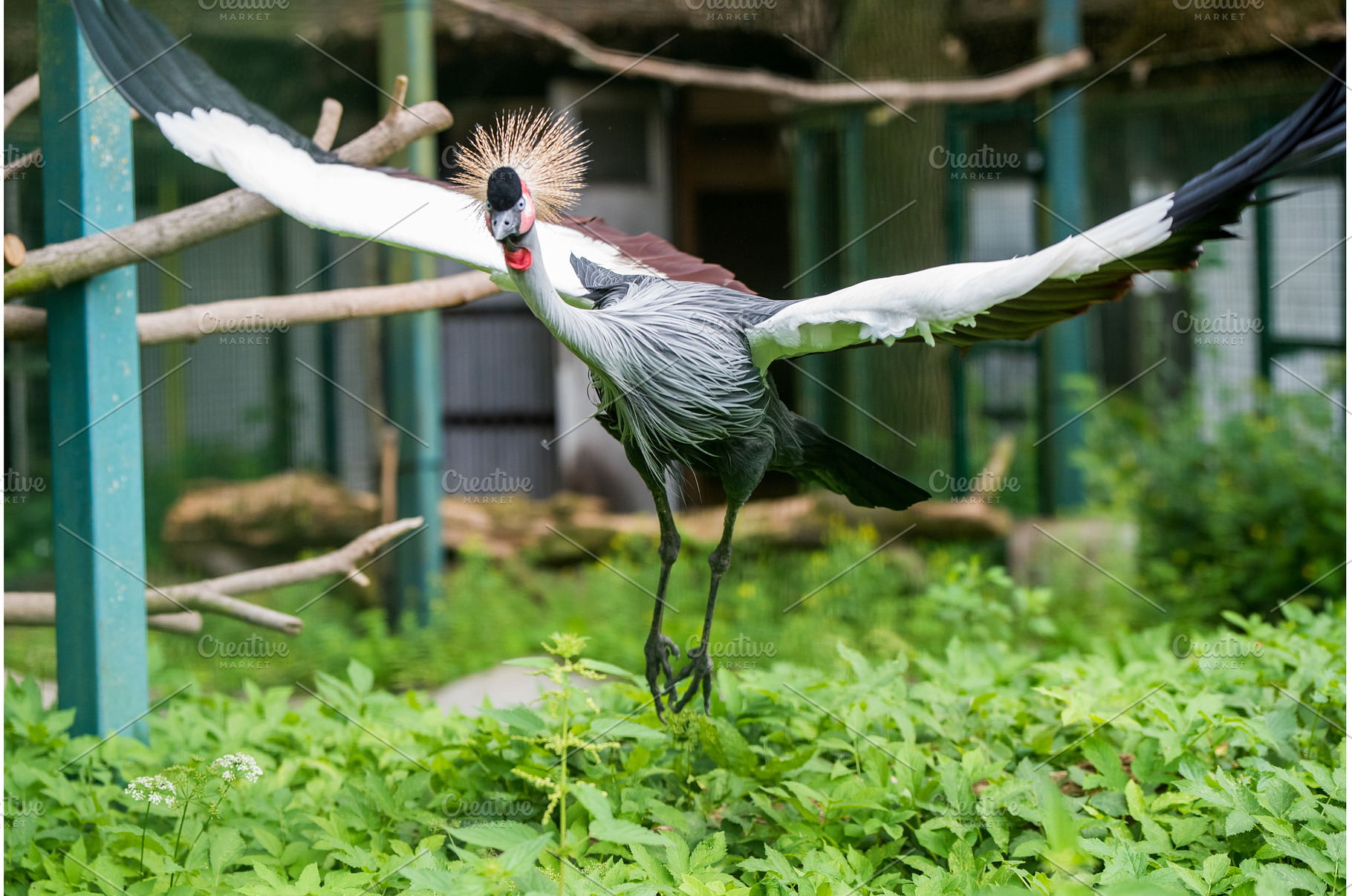 African grey crown crane flies with, an Animal Photo by COLORFUL