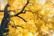 LIGHTROOM PRESETS - travel lifestyle, an Action Add-On by Graphics, Presets, Photos (Thumbnail 25 of 67)