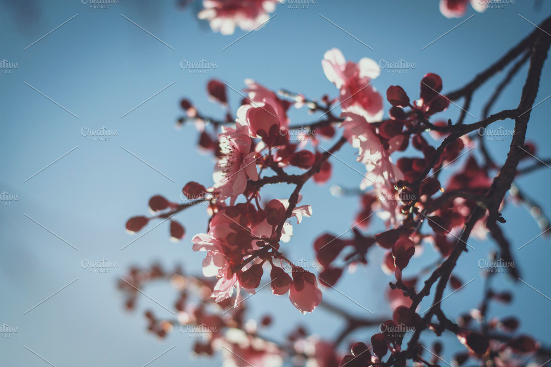 Cherry tree in full bloom containing flower, pink, and cherry