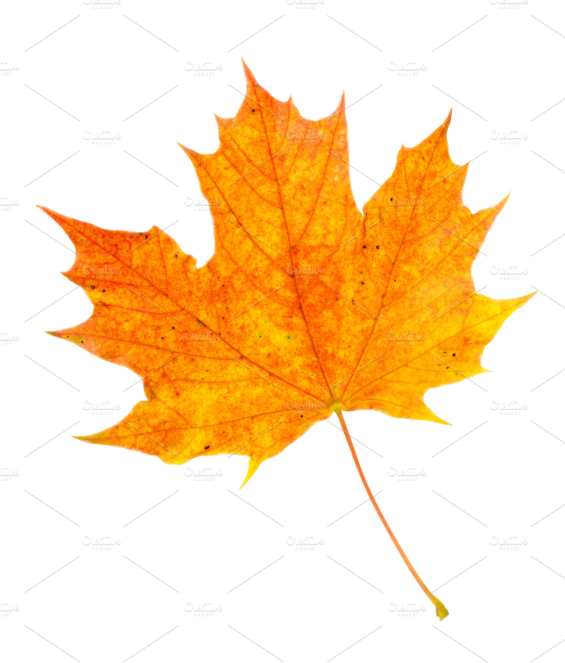 Colorful Fall Leaf On White