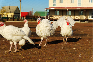 A group of white turkeys is seen, an Animal Photo by darksoul72