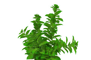 Ludwigia Green