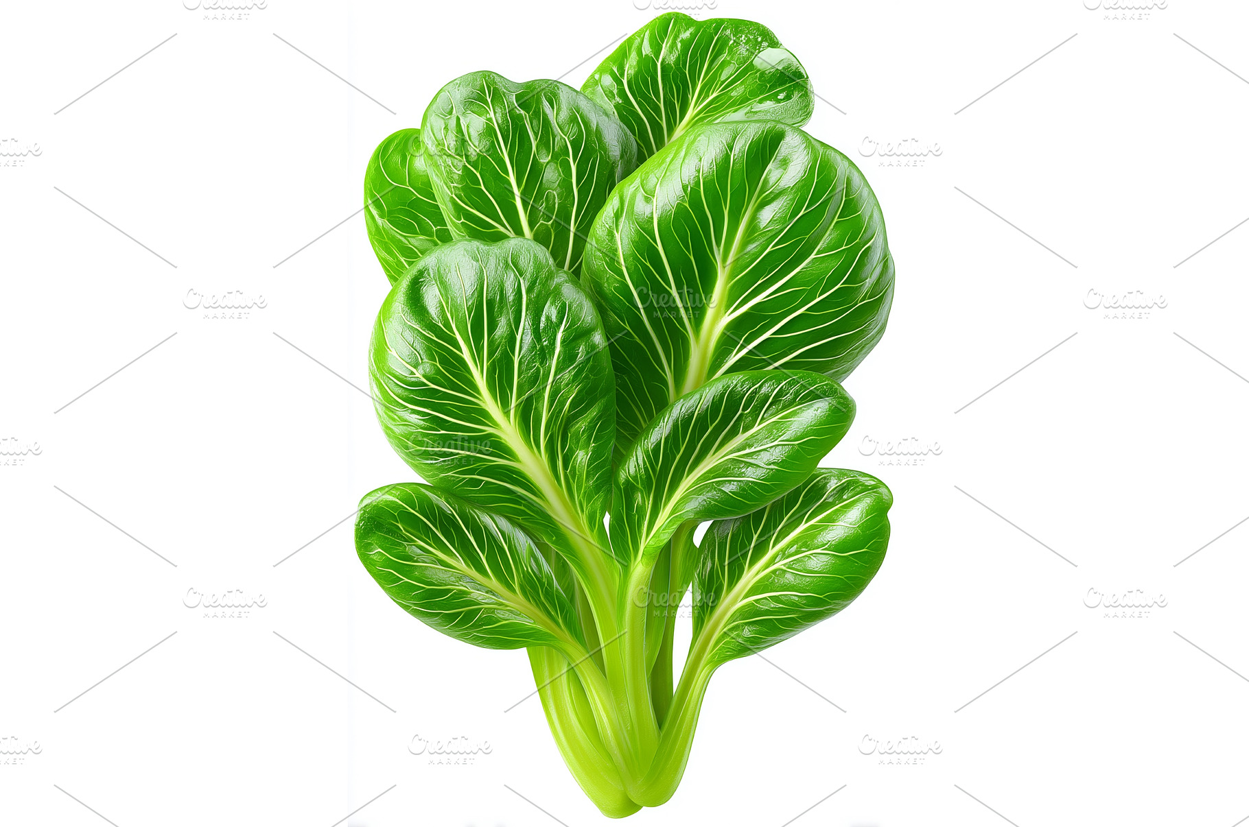 Isolated on white, the layout, a Nature Photo by ZinetroN