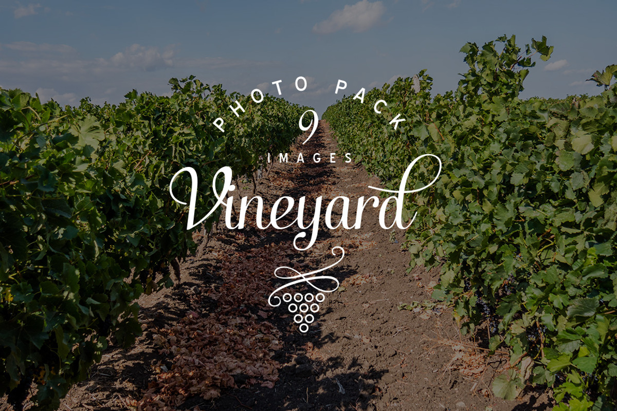 Vineyard photo pack, a Nature Photo by outlinez (Photo 1 of 3)