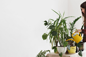 Gardening houseplants at home