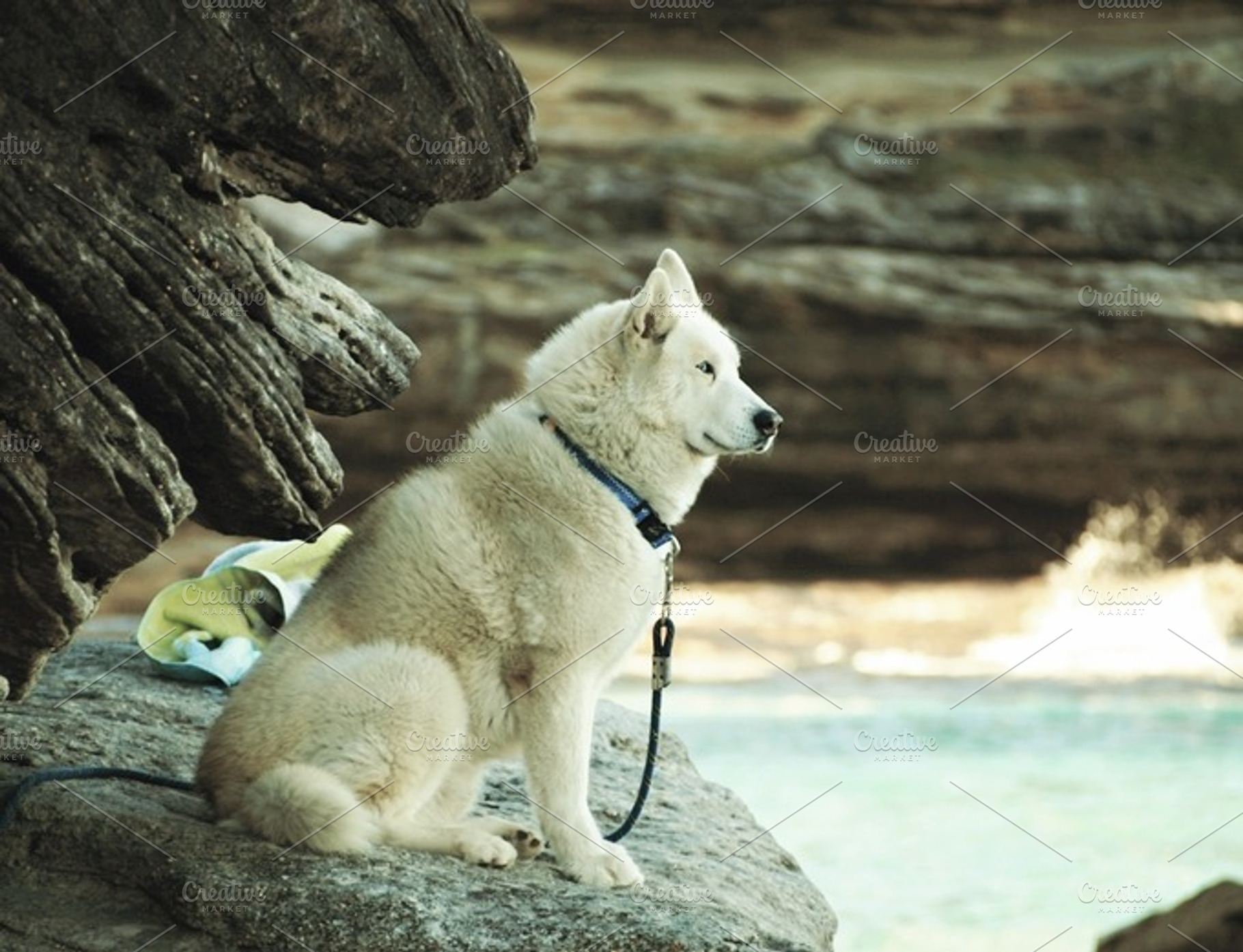 Dog on the Rock