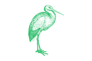 Vector Stork llustration