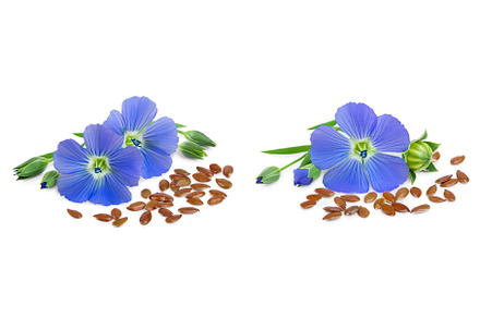 flax seeds with flower isolated on, a Food & Drink Photo by NataPhoto