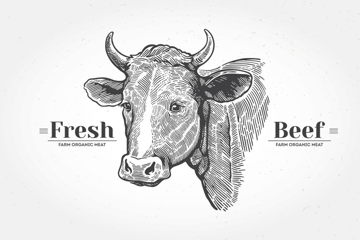 Vintage Cow Head Engraving, an Animal Illustration by Countryside life (Photo 1 of 5)