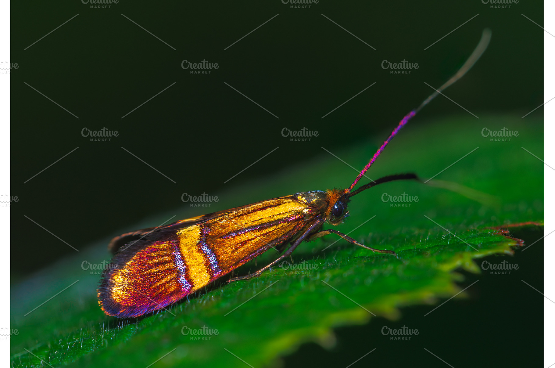 Detailed closeup on a European, an Animal Photo by Lukas Jonaitis SHOP