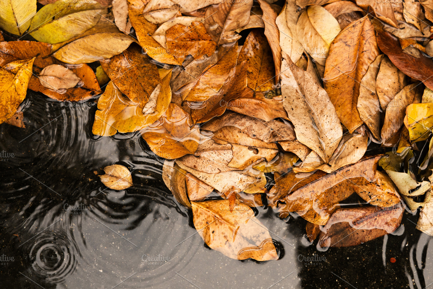 Top view of dried autumn leaves floating on rainwater, a Photo by salmon.black