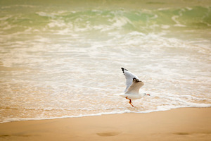 Seagull Playing On Beach, an Animal Photo by THP Creative